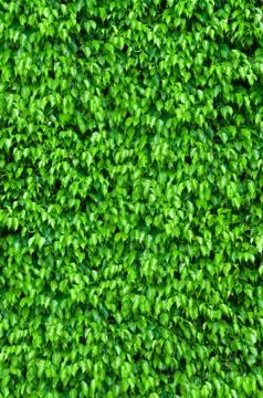 Ficus bush background 스톡 일러스트