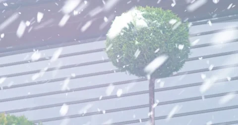 Ficus bush with a trimmed crown in the form of a ball against the background of Stock Footage 148862048