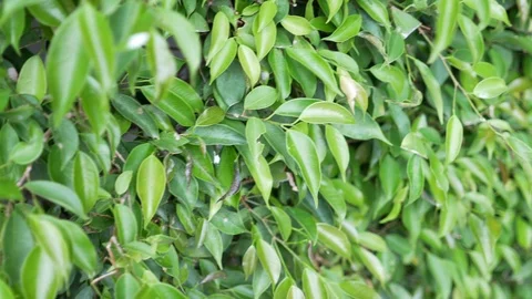 Ficus bushes. Flat green hedge, for ornamental park or garden Stock-Footage 104271542