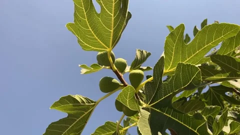 Ficus carica fig tree with fruit close up video Stock Footage 202172062