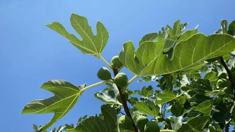 Ficus carica fig tree with fruit close up video Stock Footage 202172066