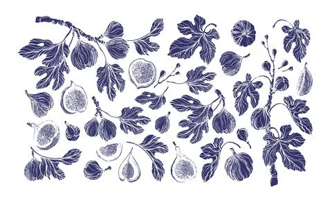 Ficus carica set. Vector botanical shape, nature branch, engraved fruit, vint Stock Illustration