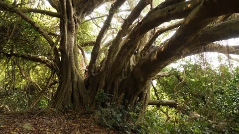 Ficus citrifolia tree, also known as the shortleaf fig, filmed in 4K Video stock 118549288