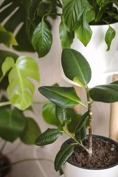 Ficus elastic plant rubber tree in white flower pot stand on a light backgrou Stock Photos