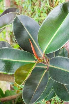 Ficus elastica (Also known as the rubber fig, rubber bush) Stock Photos