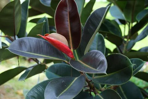 Ficus elastica (Also known as the rubber fig, rubber bush) Stock Photos
