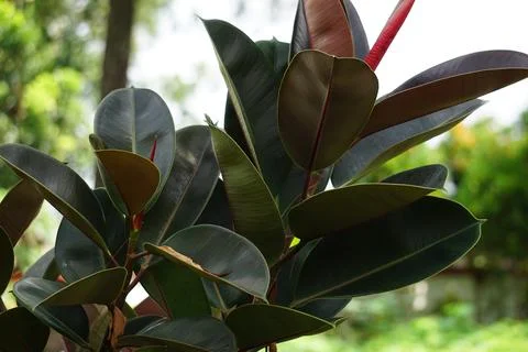 Ficus elastica (Also known as the rubber fig, rubber bush) Stock Photos