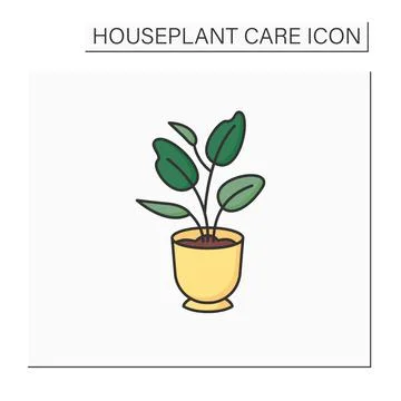 Ficus elastica color icon Stock Illustration