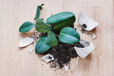 Ficus Elastica crashed on the floor, pieces of broken flowerpot and soil Stock-Fotos