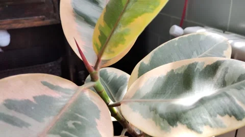 Ficus Elastica, house plants background, green color and daylight, ficus leaves Stock Footage 204836742