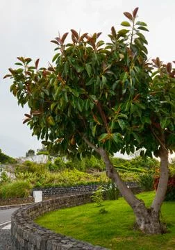 Ficus elastica Stock Photos
