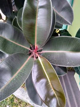 Ficus elastica Stock Photos