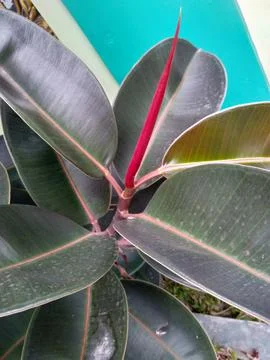 Ficus elastica Stock Photos