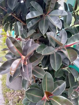 Ficus elastica Stock Photos