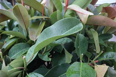 Ficus elastica Stock Photos