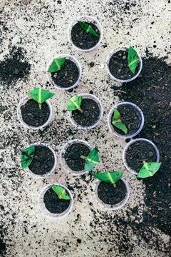 Ficus elastica propagation in soil Foto stock