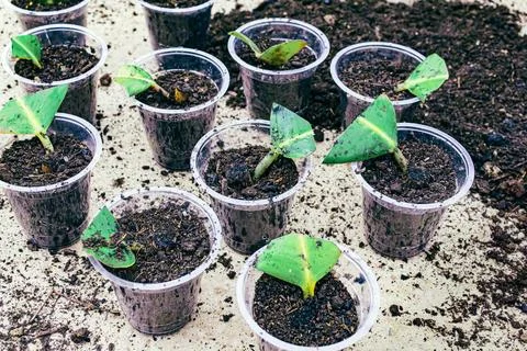 Ficus elastica propagation in soil Stock-Fotos