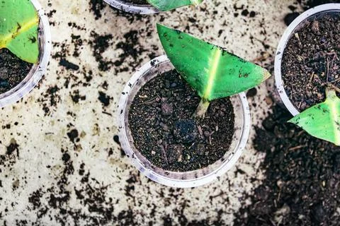Ficus elastica propagation in soil Stock-Fotos