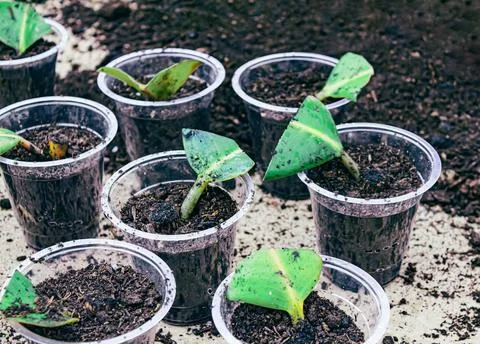 Ficus elastica propagation in soil Foto stock