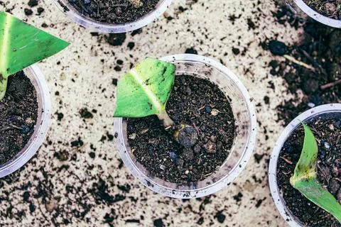 Ficus elastica propagation in soil Stock-Fotos