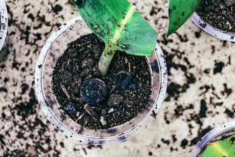 Ficus elastica propagation in soil 스톡 사진