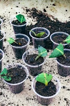 Ficus elastica propagation in soil Foto stock
