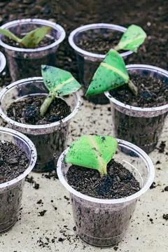 Ficus elastica propagation in soil Fotos Stock