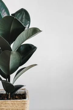 Ficus elastica robusta in a straw pot on white background close up Fotos Stock