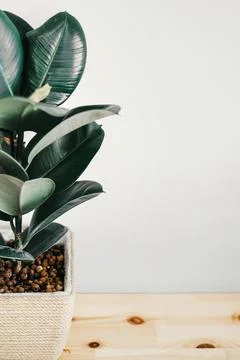 Ficus elastica robusta in a straw pot on white background close up Stock Photos
