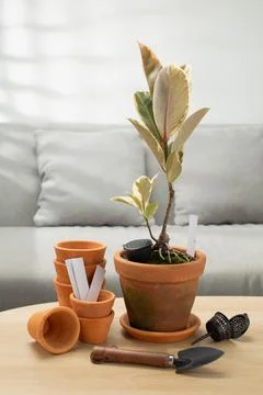 Ficus elastica Roxb Stock Photos