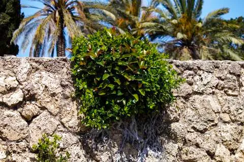 Ficus elastica rubber fig growing on a sandstone retaining wall 写真素材