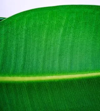Ficus elastica, rubber fig leaf macro with veins close up Stock Photos