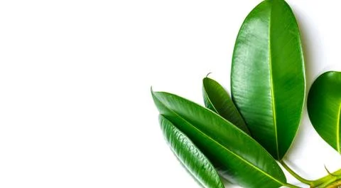 Ficus elastica, rubber fig leafs isolated white background Foto stock