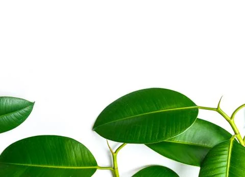 Ficus elastica, rubber fig leafs isolated white background Stock Photos