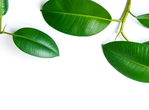 Ficus elastica, rubber fig leafs isolated white background Stock Photos