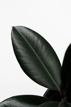Ficus elastica, rubber fig leaves isolated white background with copy space Stock Photos