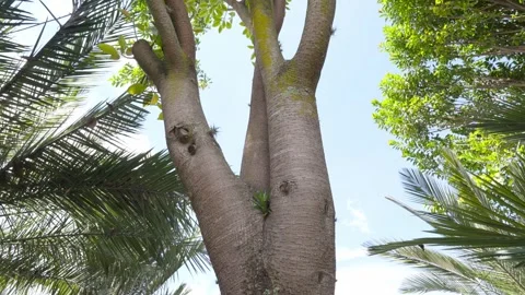 Ficus elastica the rubber fig rubber bush Indian rubber tree or rambung is a 스톡 동영상 309326811