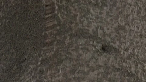 Ficus elastica the rubber fig rubber bush Indian rubber tree or rambung is a Stock Footage 309326828