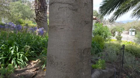 Ficus elastica the rubber fig rubber bush Indian rubber tree or rambung is a 스톡 동영상 309326846