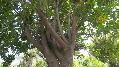 Ficus elastica the rubber fig rubber bush Indian rubber tree or rambung is a Stock Footage 309326852