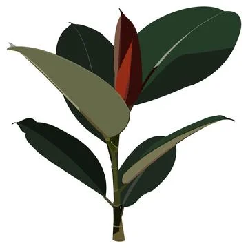Ficus elastica rubber fig rubber plant Stock Illustration