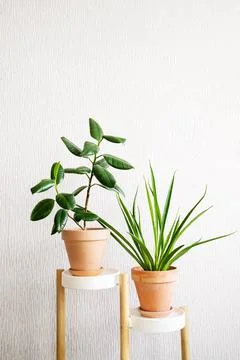Ficus elastica (rubber tree) and Sansevieria parva (Kenya Hyacinth) in a clay Stock Photos
