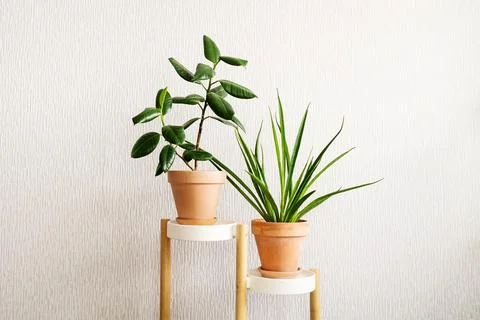 Ficus elastica (rubber tree) and Sansevieria parva (Kenya Hyacinth) in a clay Stock Photos