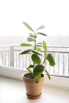 Ficus elastica (rubber tree) in a clay terracotta flower pot on the windowsil Stock Photos