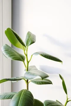 Ficus elastica (rubber tree) in a clay terracotta flower pot on the windowsil Stock Photos