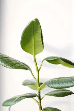 Ficus elastica (rubber tree) in a clay terracotta flower pot on the windowsil Stock Photos