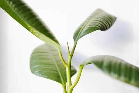 Ficus elastica (rubber tree) in a clay terracotta flower pot on the windowsil Stock Photos
