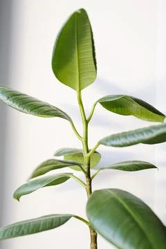Ficus elastica (rubber tree) in a clay terracotta flower pot on the windowsil Stock Photos