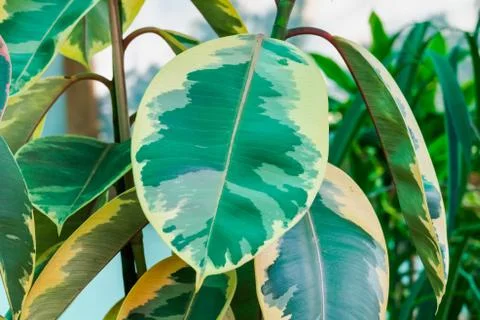 Ficus elastica ruby variegated rubber tree Stock Photos