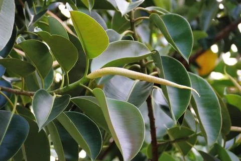 Ficus elastica tree called epiphytes large green leaves Stock Photos